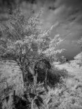 _DSC2379AI-standard-scale-1_01x